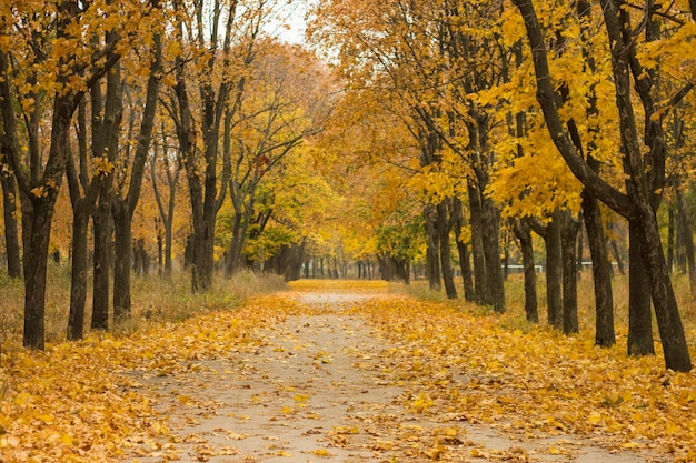 Alley with yellow fallen leaves in autumn park