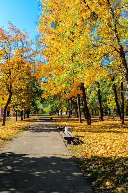 Аллея с желтыми кленами в городском парке осенью