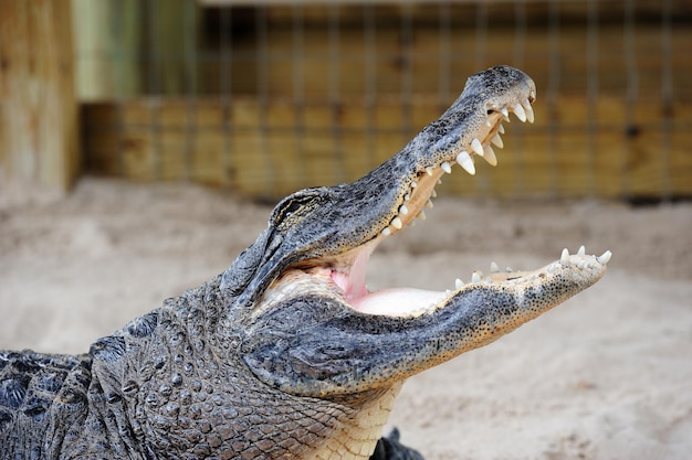 Alligator close-up op zand