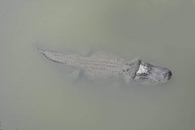 ALLIGATOR OR CROCODILE  IN NATURAL AFRICAN RESERVE IN SIGEAN FRANCE.