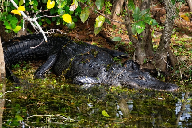 Alligator die in water legt Genomen in Everglades National Park