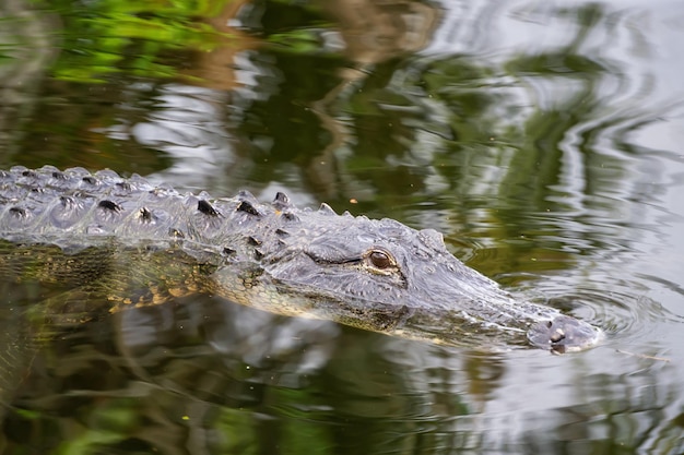 Alligator die in water legt Genomen in Everglades National Park