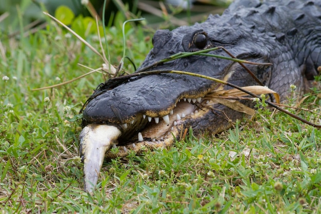 写真 アリガターが魚を食べる