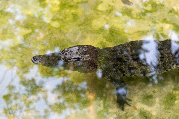 Photo alligator floating in a pond in the zoo.