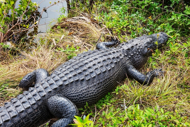 Alligator in Florida