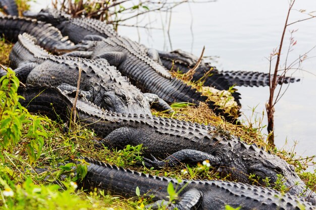 Alligator in Florida