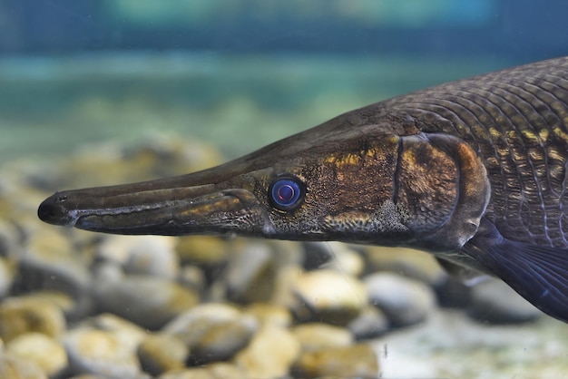 水族館で泳ぐアリゲーターガーの魚のクローズアップ