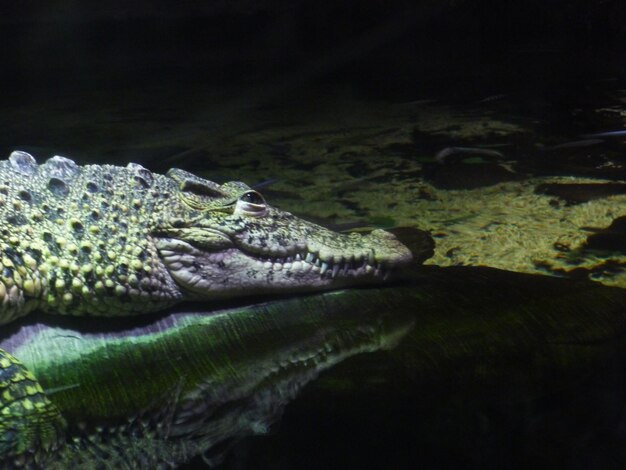 Foto alligator in een aquarium