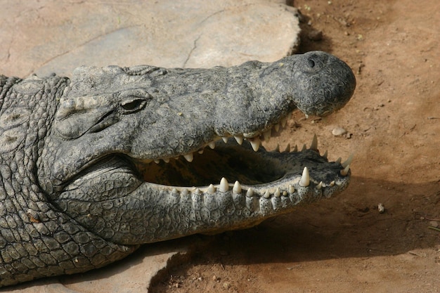 Alligator in een nationaal park