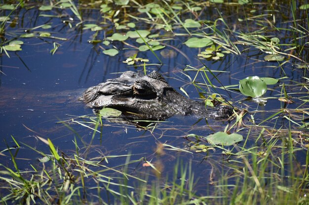 Foto alligator in het water