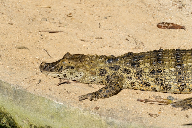 Alligator jacare do papo amarelo in het park in rio de janeiro, brazilië.