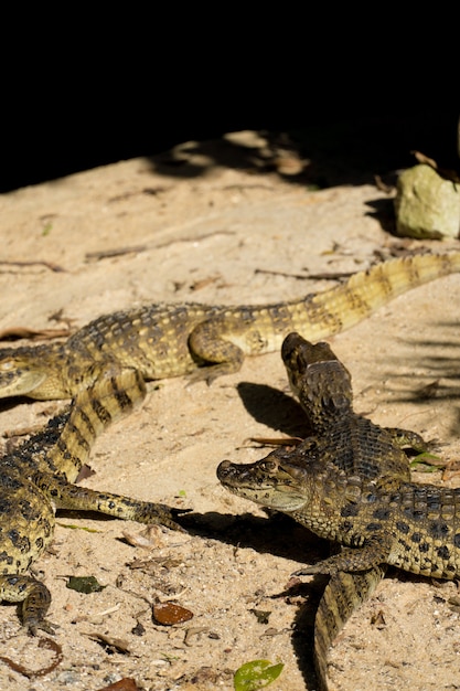 アリゲーターのジャカレは、ブラジルのリオデジャネイロの公園でパポアマレロをします。