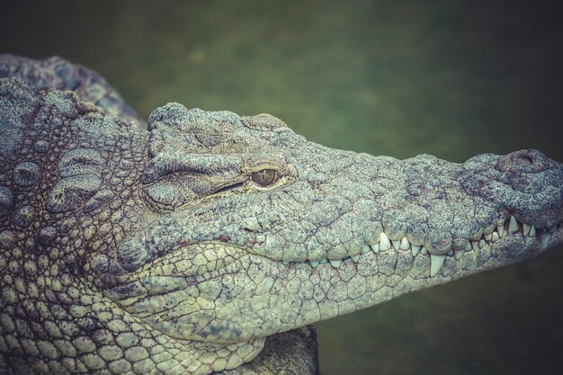 写真 地面に横たわっているワニ