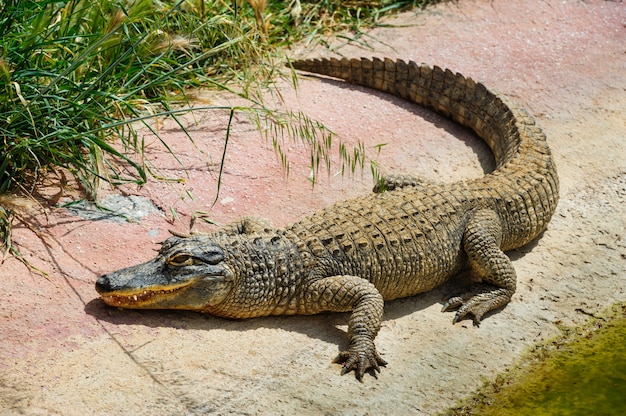 Alligator of krokodil