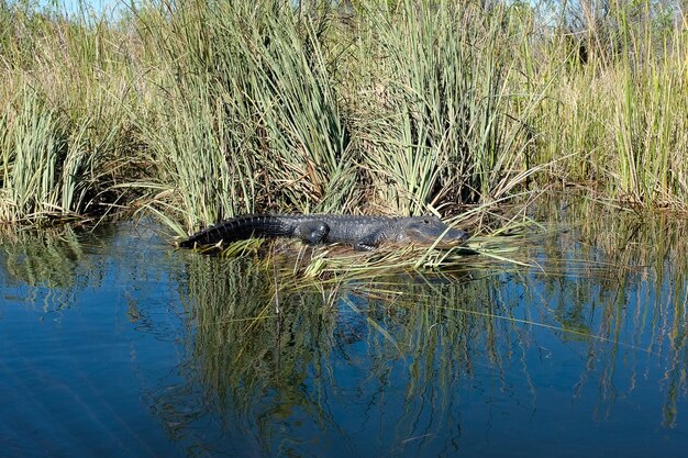 Photo alligator on a reed bed in florida everglades