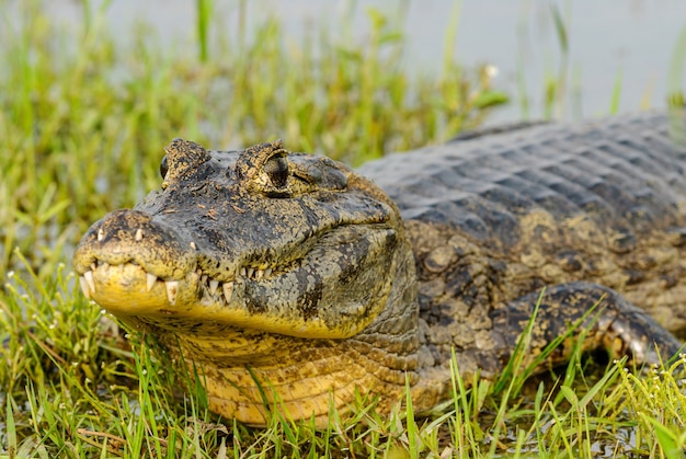 Аллигатор отдыхает на водно-болотных угодьях в Пантанале Мату-Гросу Поконе Мату-Гросу Бразилия