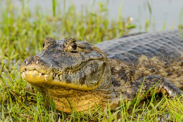 Alligator rust in een wetland in de Pantanal van Mato Grosso Pocone Mato Grosso Brazil