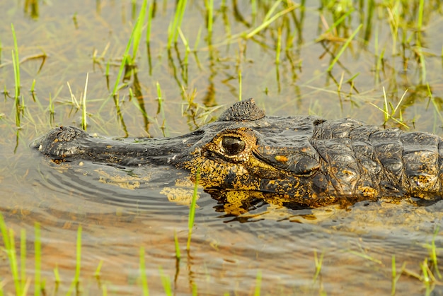 Alligator rust in een wetland in de Pantanal van Mato Grosso Pocone Mato Grosso Brazil