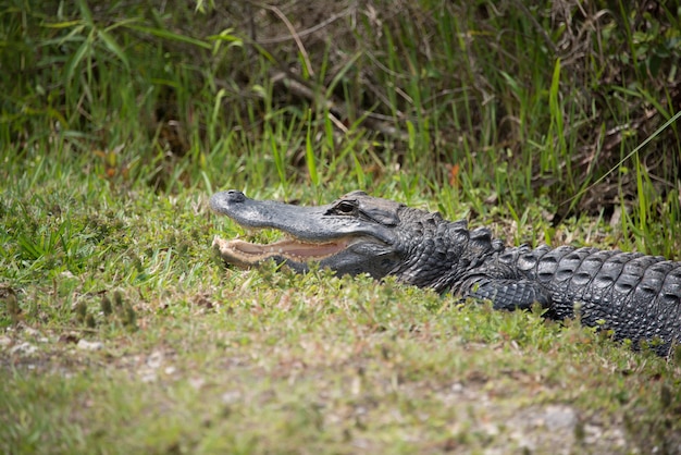 Alligator rust met open mond