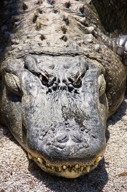 Photo alligator on sand during sunny day