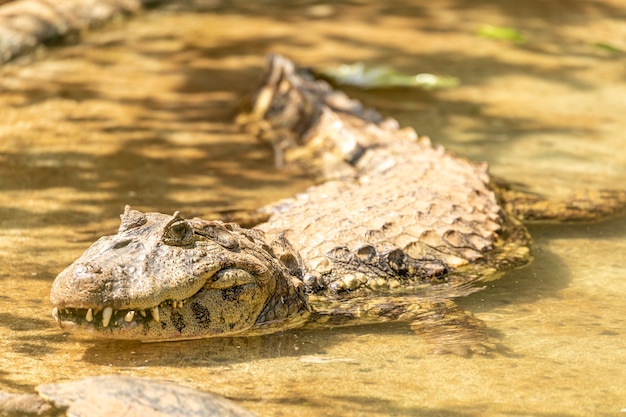 Photo alligator sunbathing on the grass