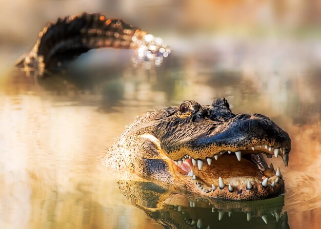 Photo alligator in water with teeth and tail showing