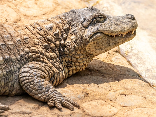 Alligator zonnebadend op het gras