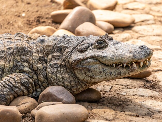 Alligator zonnebadend op het gras