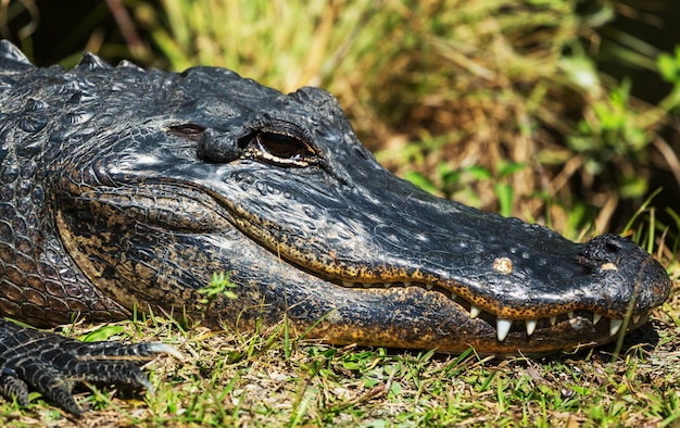 Alligator