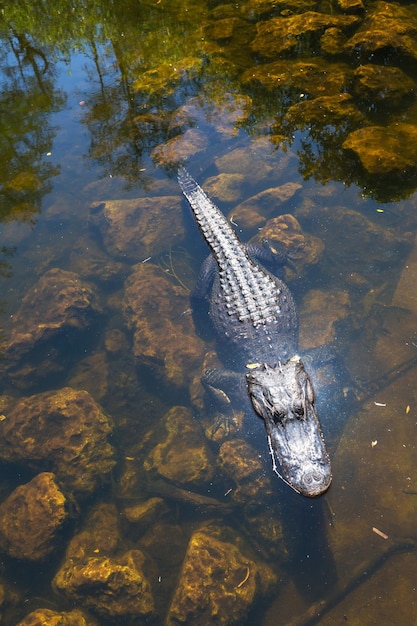 alligator