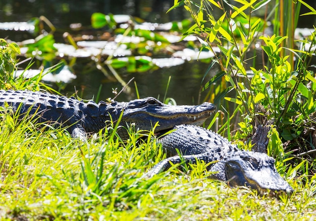 Foto alligator