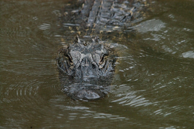 Photo alligator