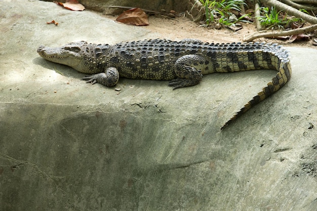 alligator