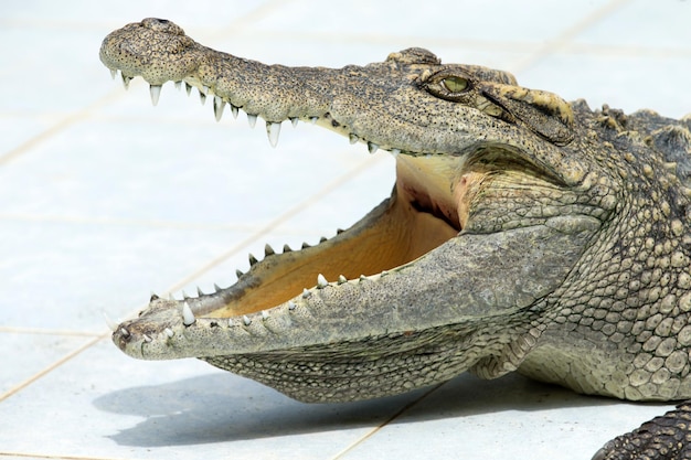 Alligator