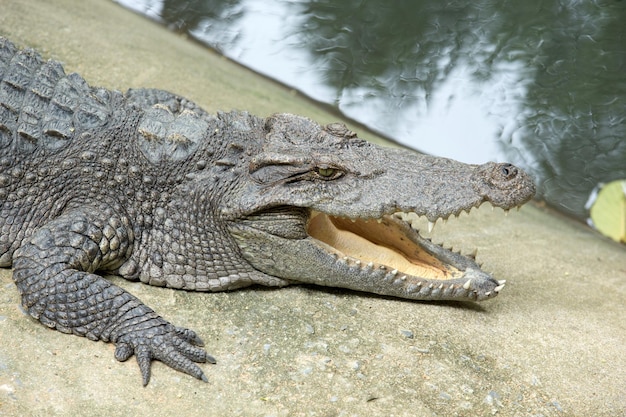 Alligator