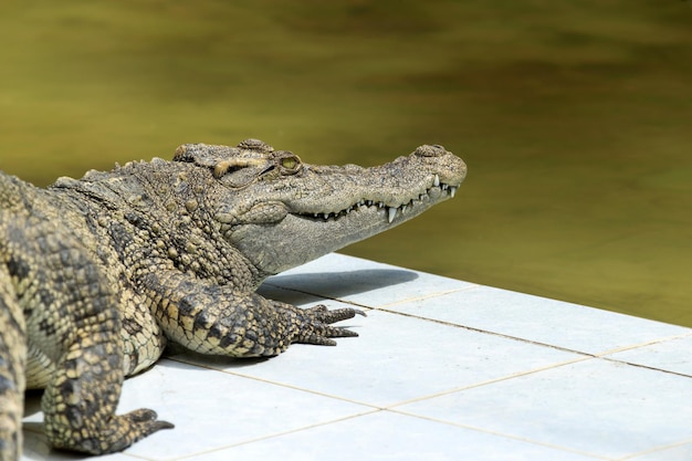 Alligator