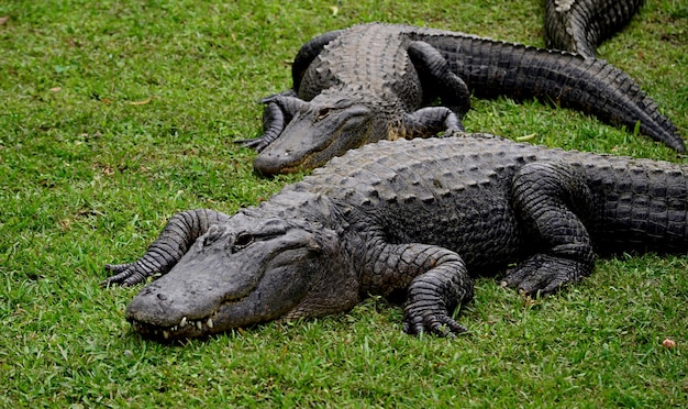 Photo alligators in florida