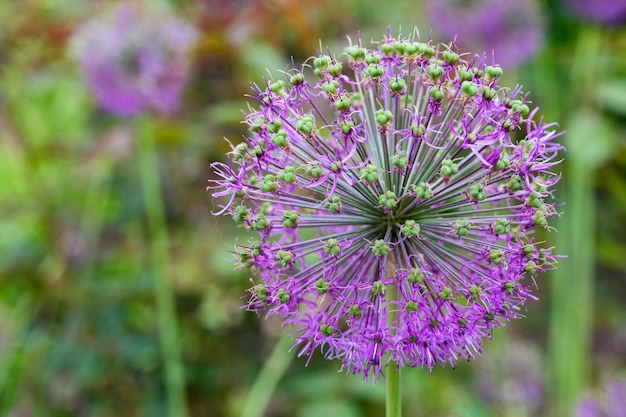 ネギ装飾弓ボールの形で美しいライラック色の花