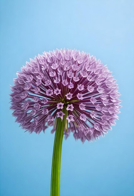 an allium flower against a blue sky