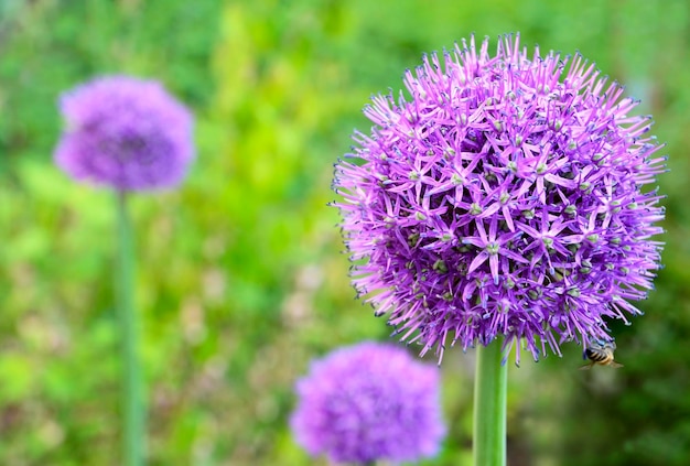 Allium giganteum or Ornamental onion flowers in the gardenDecorative flowering plants concept