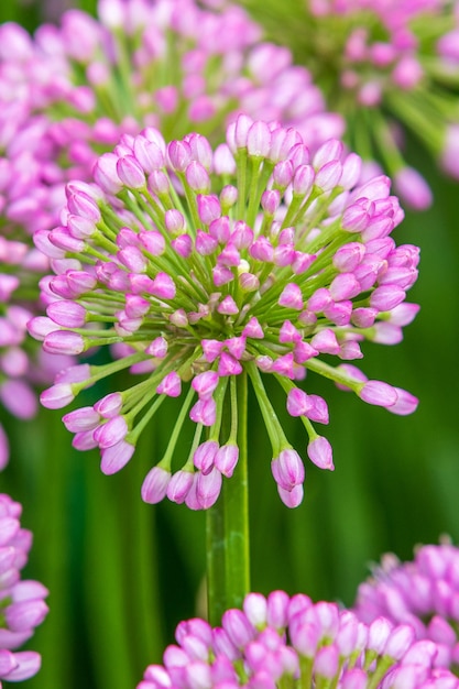 Allium millenium in full flower