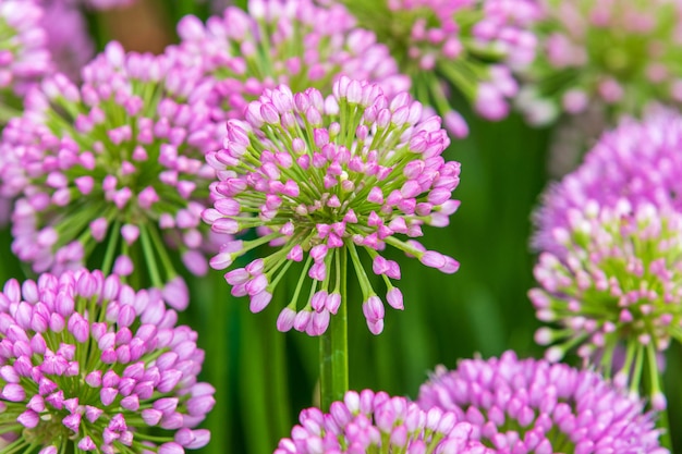 Foto allium millenium in volle bloei