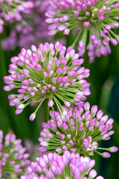 Allium Millenium