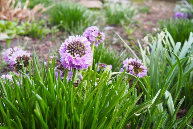 Photo allium nutans siberian chives or blue chives is a species of onion native to european russia kazakhstan mongolia tibet xinjiang it grows in wet meadows and other damp locations pink flowers