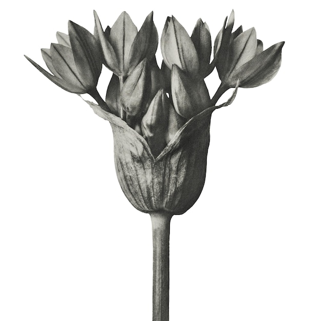 Allium Ostroroskianum sierlijke ui vergroot 6 keer doorzichtig png