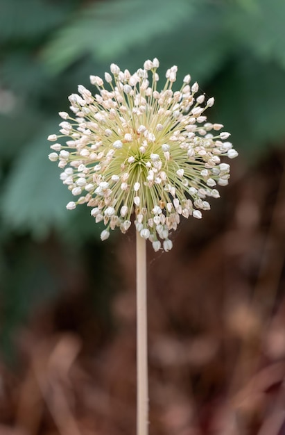 Лук Allium polyanthum Крупный план цветущей луковой стрелки с зеленым размытым фоном