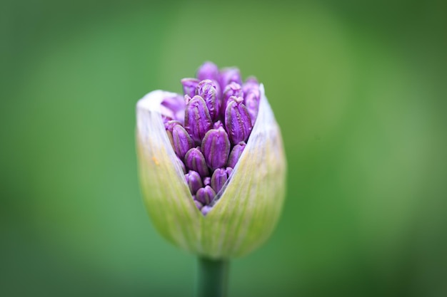 Allium prei of prei bloem mooie ronde paarse bloem Natuurlijke achtergrond in de zomertuin