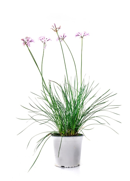 Allium roseum in front of white background