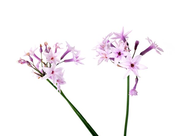 Allium roseum in front of white background