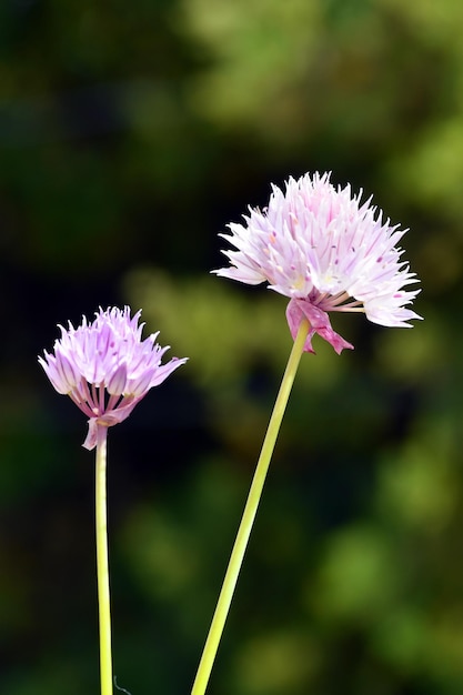 Allium roseum or rosy garlic flowers